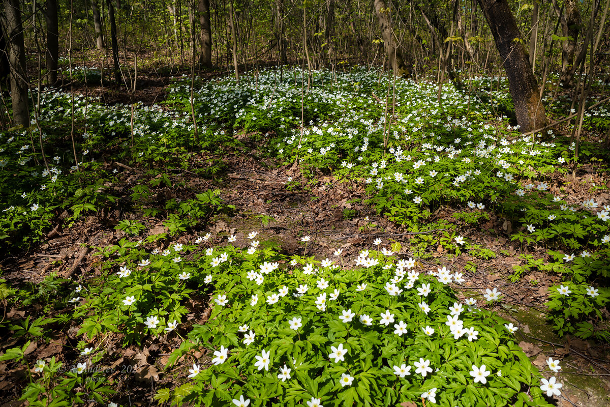 Пейзаж весны с анемонами - Александр Синдерёв