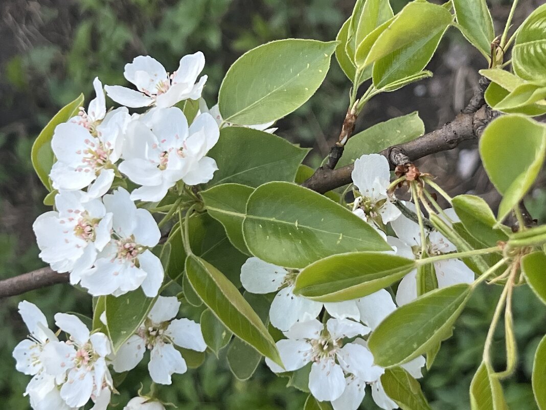 Расцветали яблони и груши… - Натали Королева