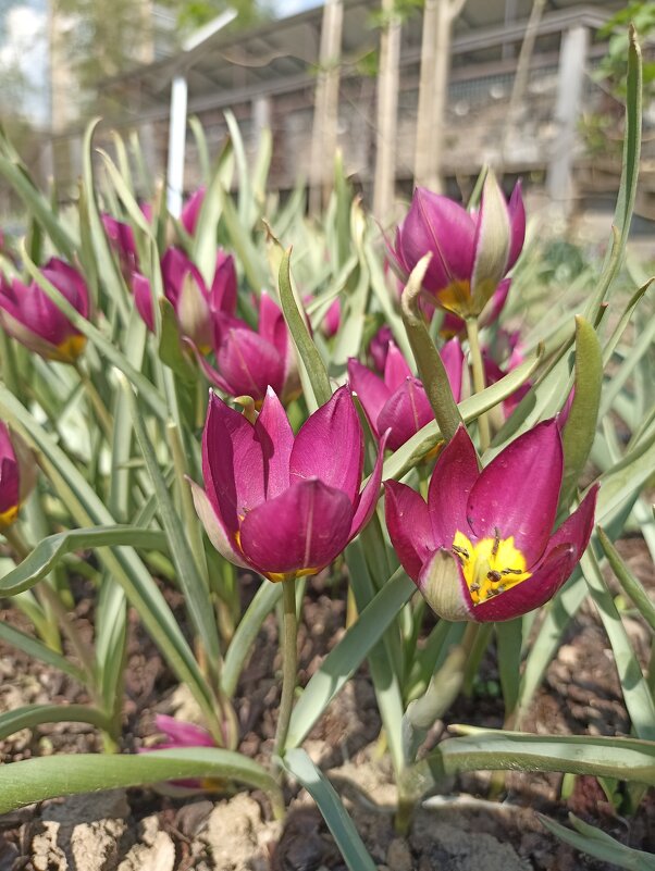 Такие разные, такие прекрасные! - Pippa 