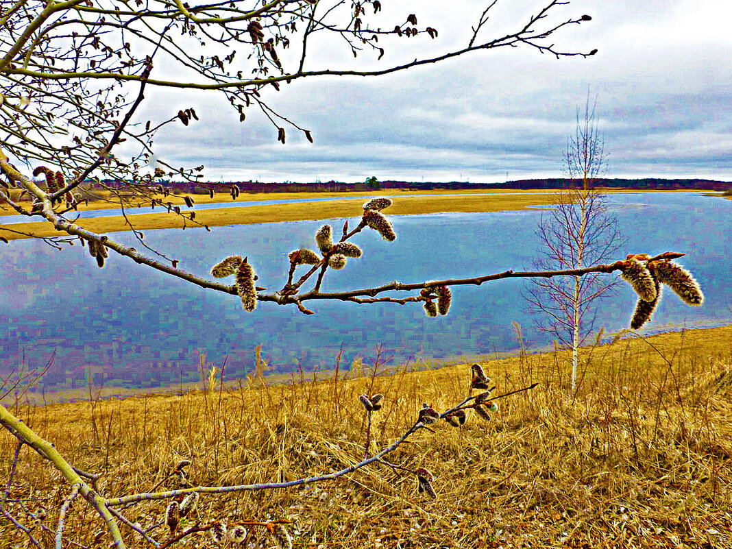 Май...Цветет осина на протоке Чеускина! - Владимир 