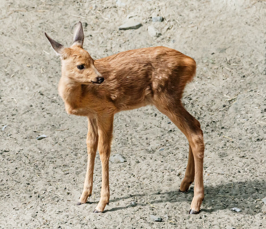 Косуля - SanSan 