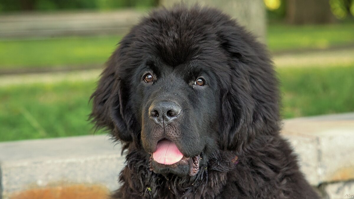 3798 - Alex . 3798 - Alex .