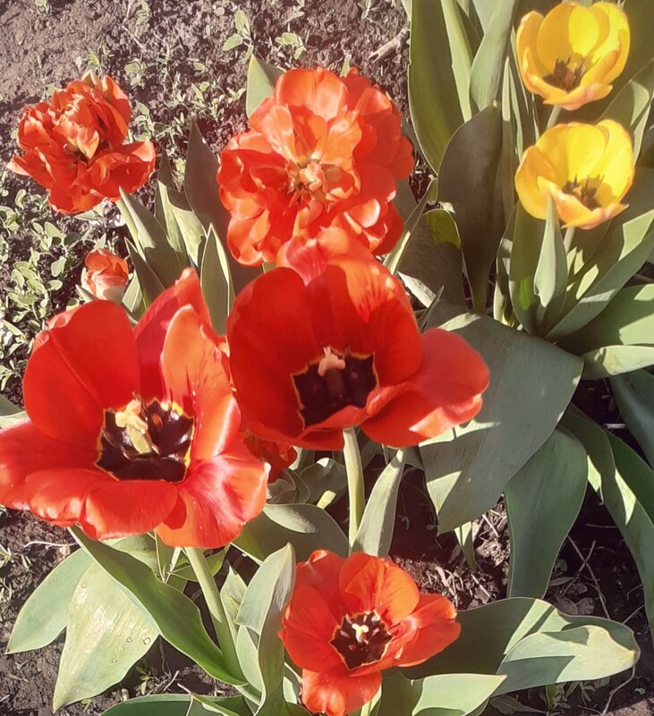 Тюльпаны - Георгиевич Тюльпаны - Георгиевич