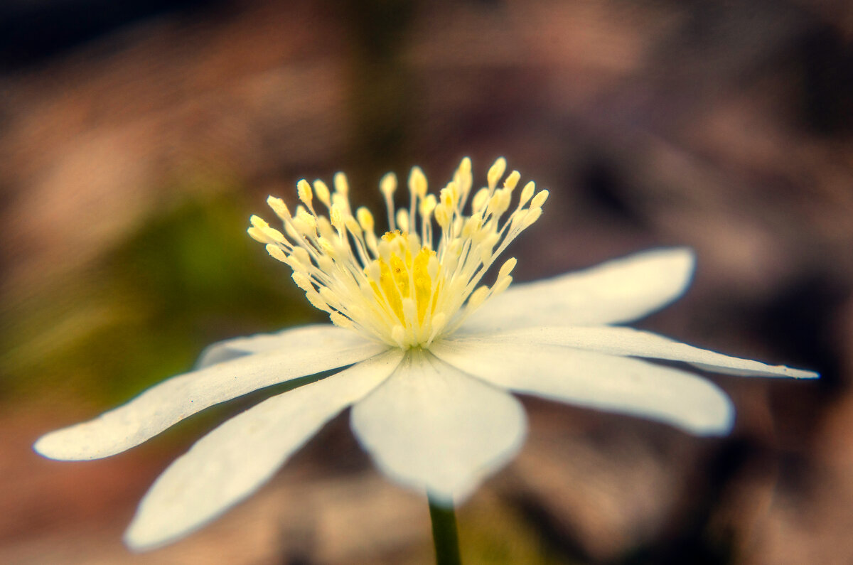 Первоцветы - Lyubov Busova