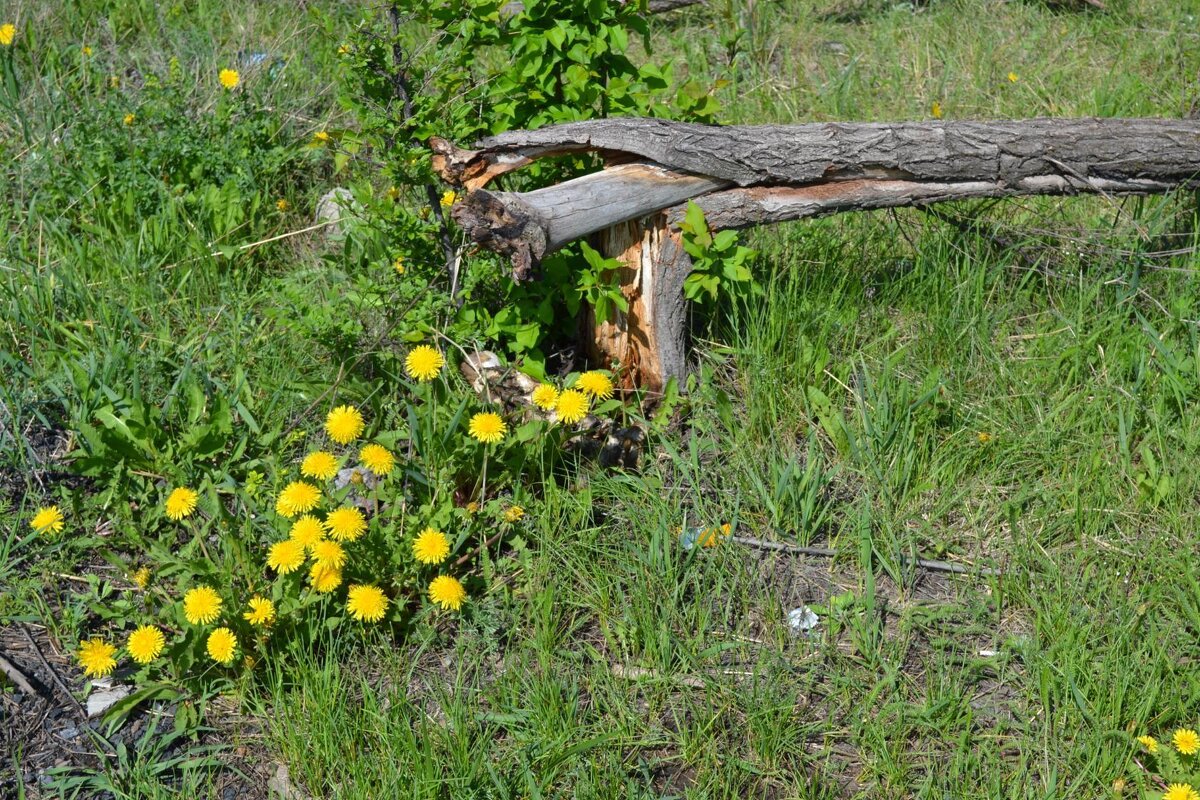 Прошел бырелом... - Андрей Хлопонин Прошел бырелом... - Андрей Хлопонин