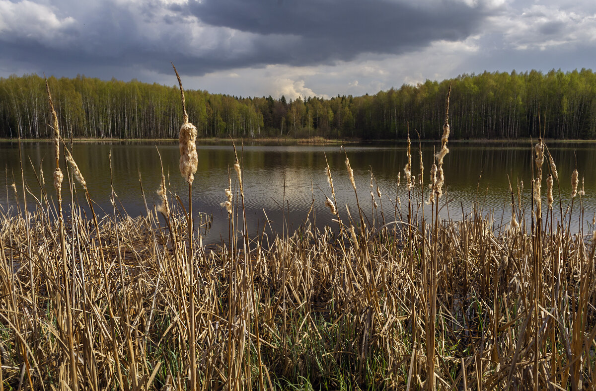 Рогоз потрепанный ветром - Сергей Цветков Рогоз потрепанный ветром - Сергей Цветков