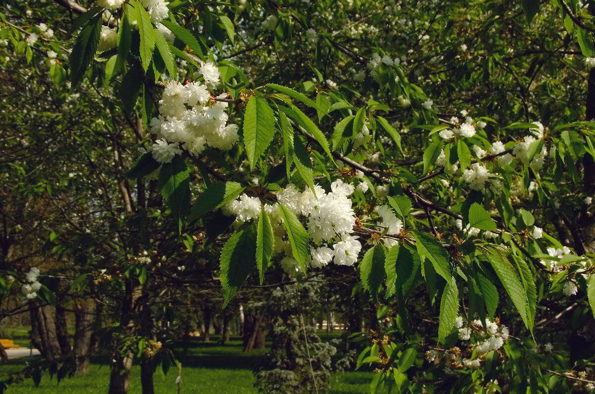 Белая сакура - Фёдор Меркурьев
