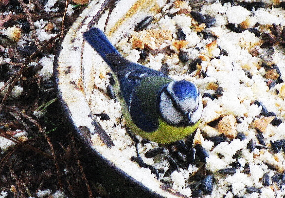 Лазоревка прилетела - Людмила Смородинская Лазоревка прилетела - Людмила Смородинская