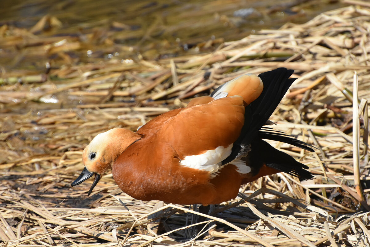 Москва. Ботанический сад МГУ. Огарь. - Наташа *****
