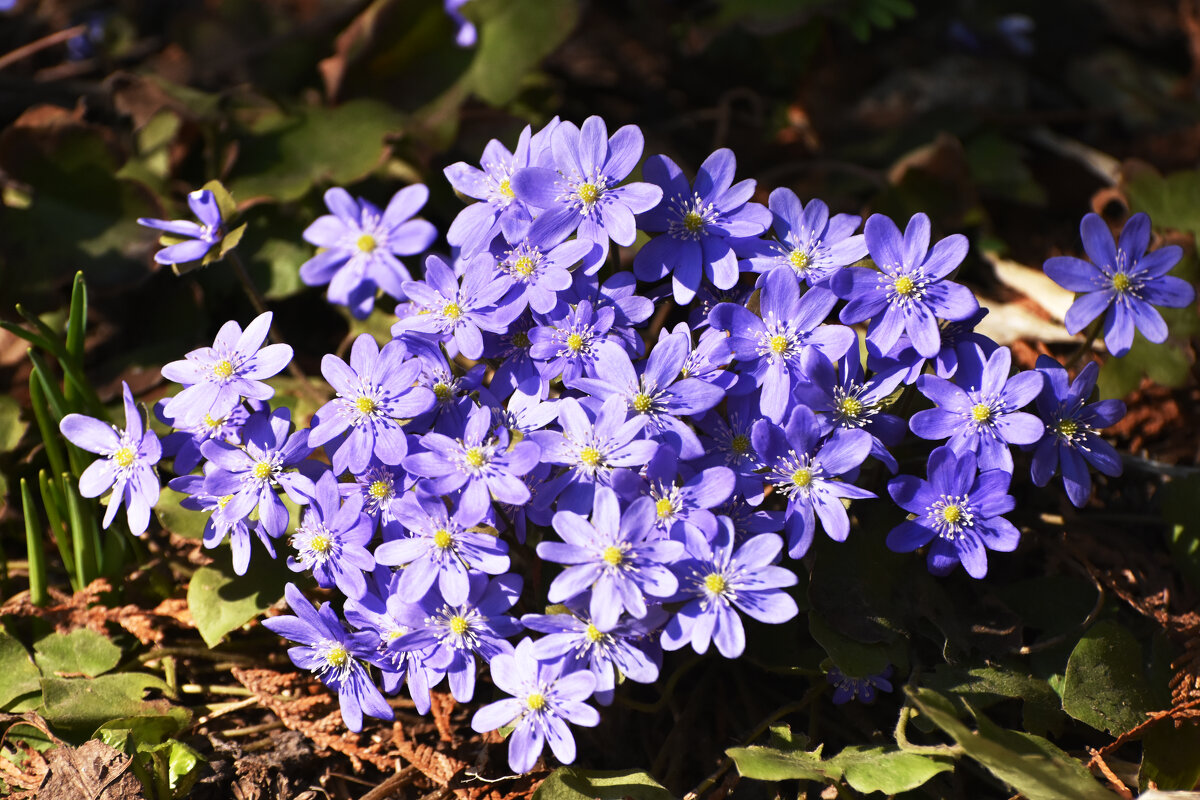 Москва. Ботанический сад МГУ. - Наташа *****