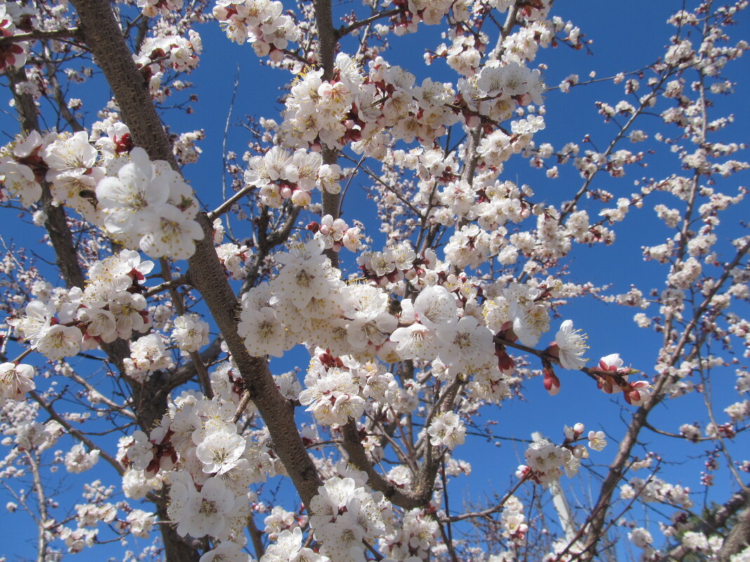 Апрель  ! - Елена Шаламова
