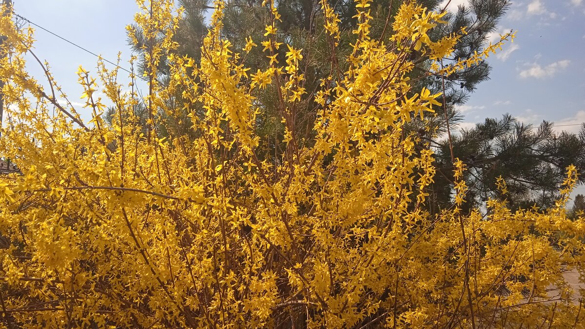 форзиция - Елена Шаламова