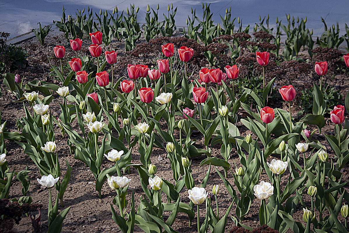 Тюльпаны - Владимир Кроливец Тюльпаны - Владимир Кроливец