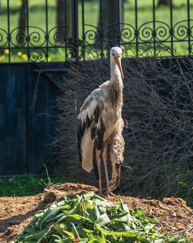 Раненый аист в Церкви святого архистратига Михаила в Гомеле - Игорь Сикорский Раненый аист в Церкви святого архистратига Михаила в Гомеле - Игорь Сикорский
