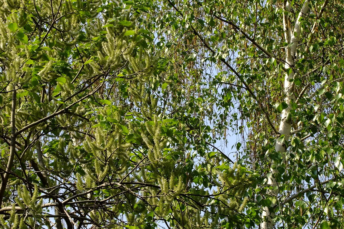 Серёжки - Фёдор Меркурьев