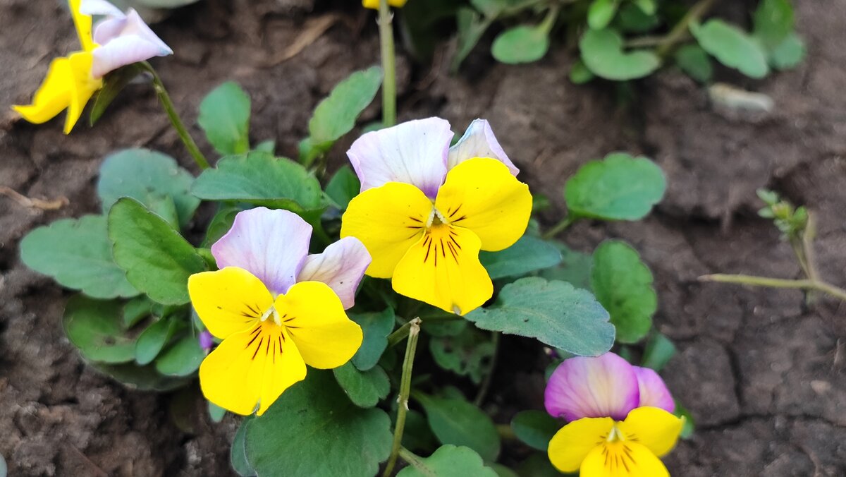 ,,, - Сергей Тимоновский ,,, - Сергей Тимоновский