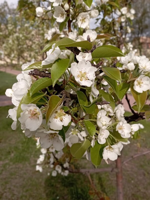 Весна - Елена Семигина