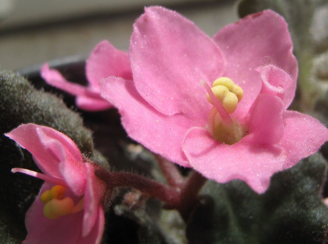 Фиалка - Елена Семигина