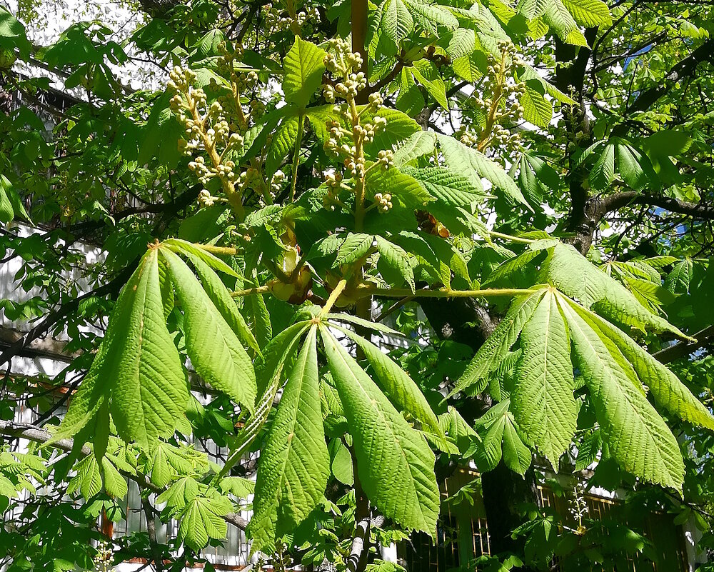 Каштаны расцветают! - Ольга Довженко