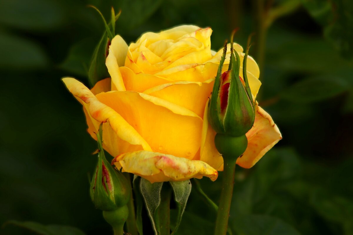 Первая роза апреля - Юрий. Шмаков