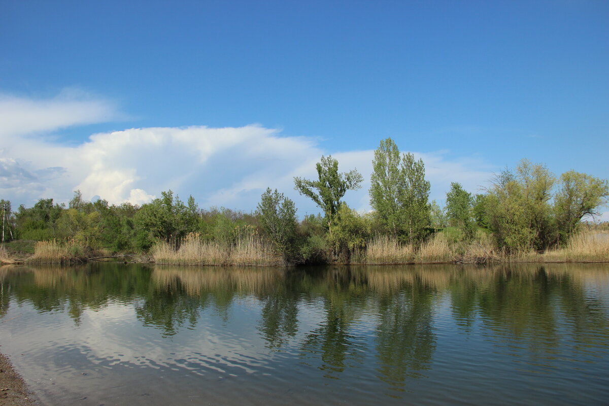 Местные виды. - Виктор 