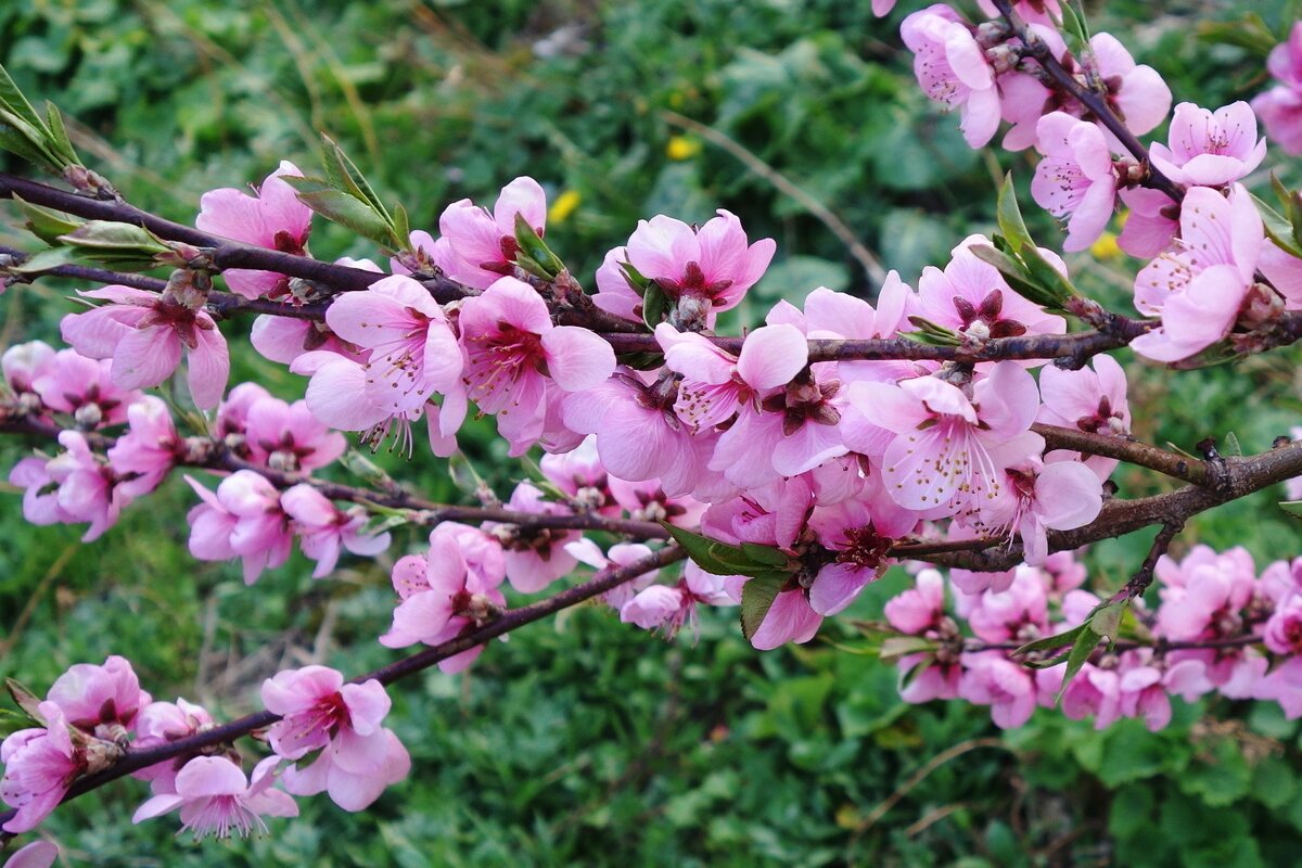 Цветет Персик - Рита Симонова Цветет Персик - Рита Симонова