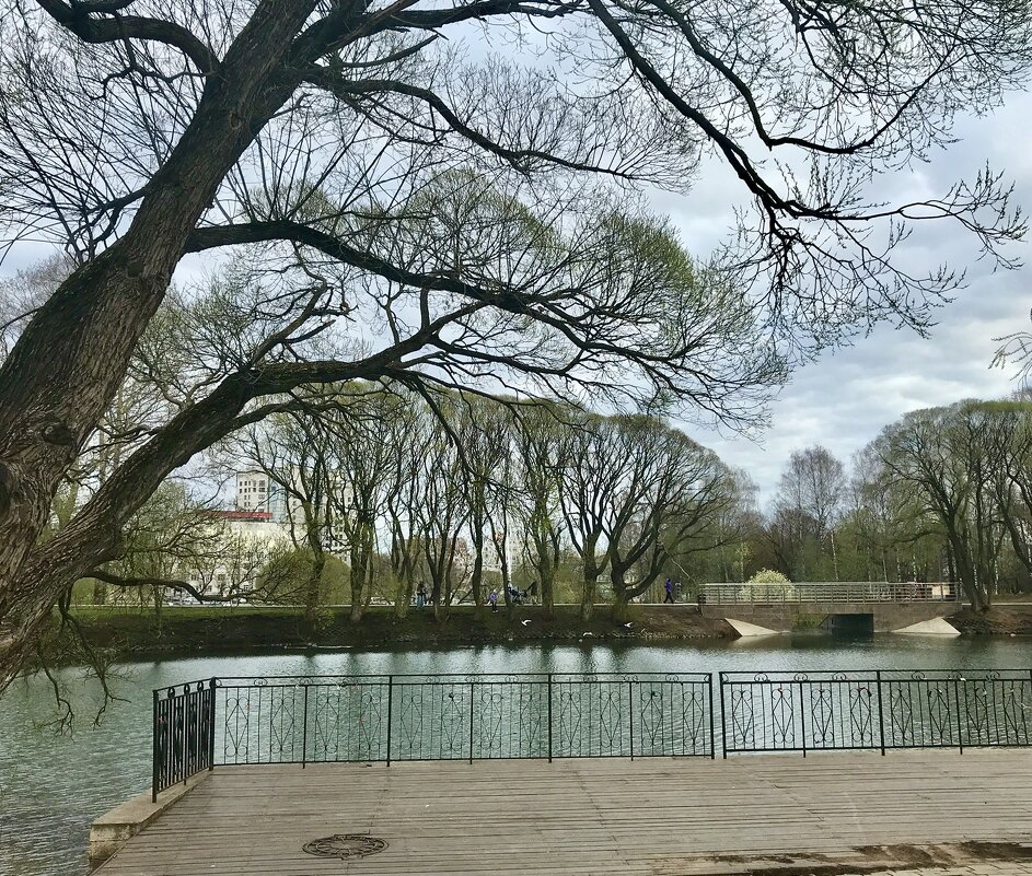 Зелёная дымка пробуждающейся листвы - Татьяна Зелёная дымка пробуждающейся листвы - Татьяна