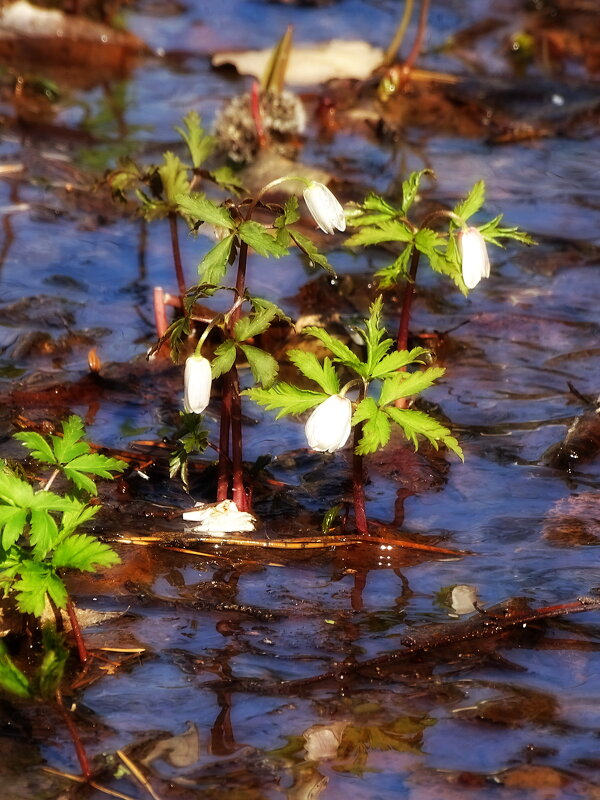 Снег сошел - Павел Трунцев Снег сошел - Павел Трунцев