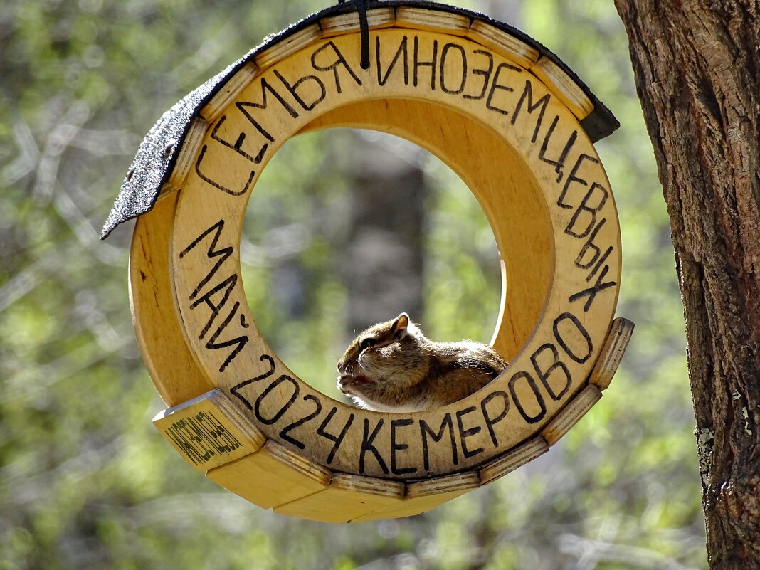 Кормушка - Павел Трунцев Кормушка - Павел Трунцев