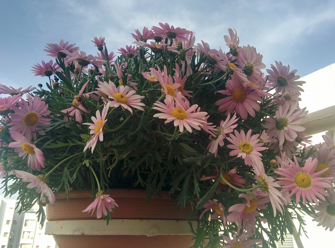 Хризантема кустарниковая. Цветы на бланоконе. - Светлана Хращевская