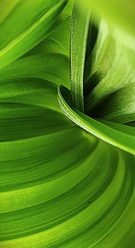 Линии ....весны - IMir Линии ....весны - IMir