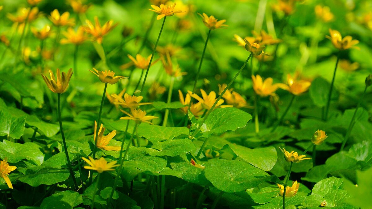 Чистяк - Наталья Лакомова