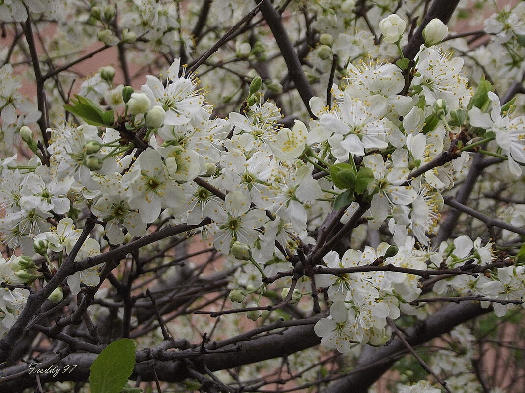 Цветение яблони - Freddy 97