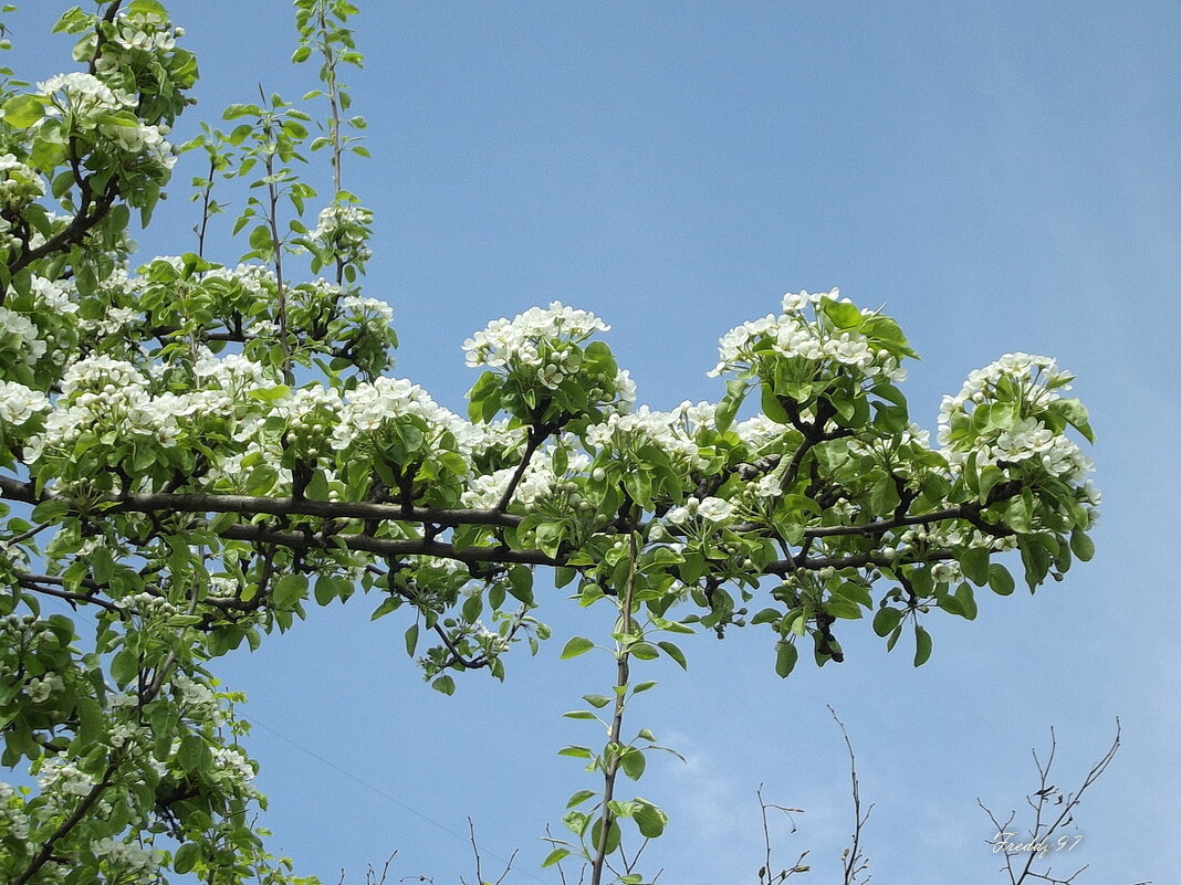 Веточка цветущей груши - Freddy 97 Веточка цветущей груши - Freddy 97