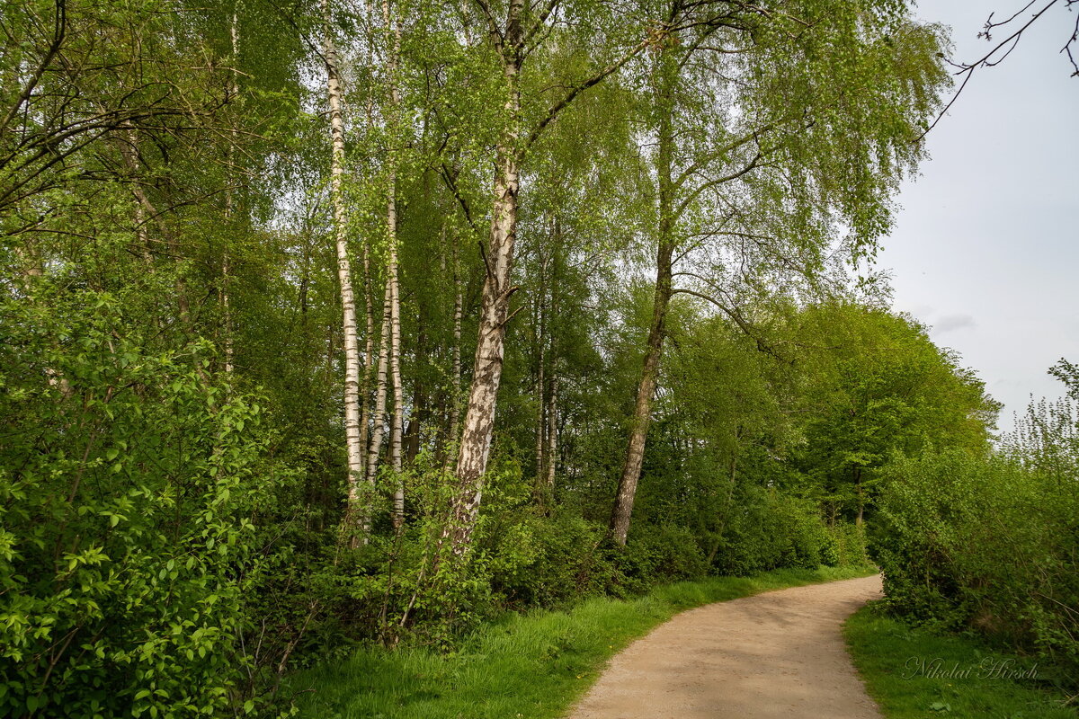 Мимо берёз... - Николай Гирш