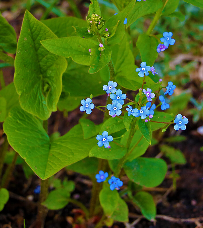 Первые незабудочки - Светлана Первые незабудочки - Светлана