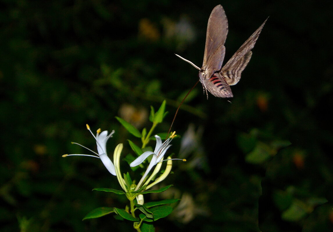 Бражник. - Любовь Овсянкина Бражник. - Любовь Овсянкина