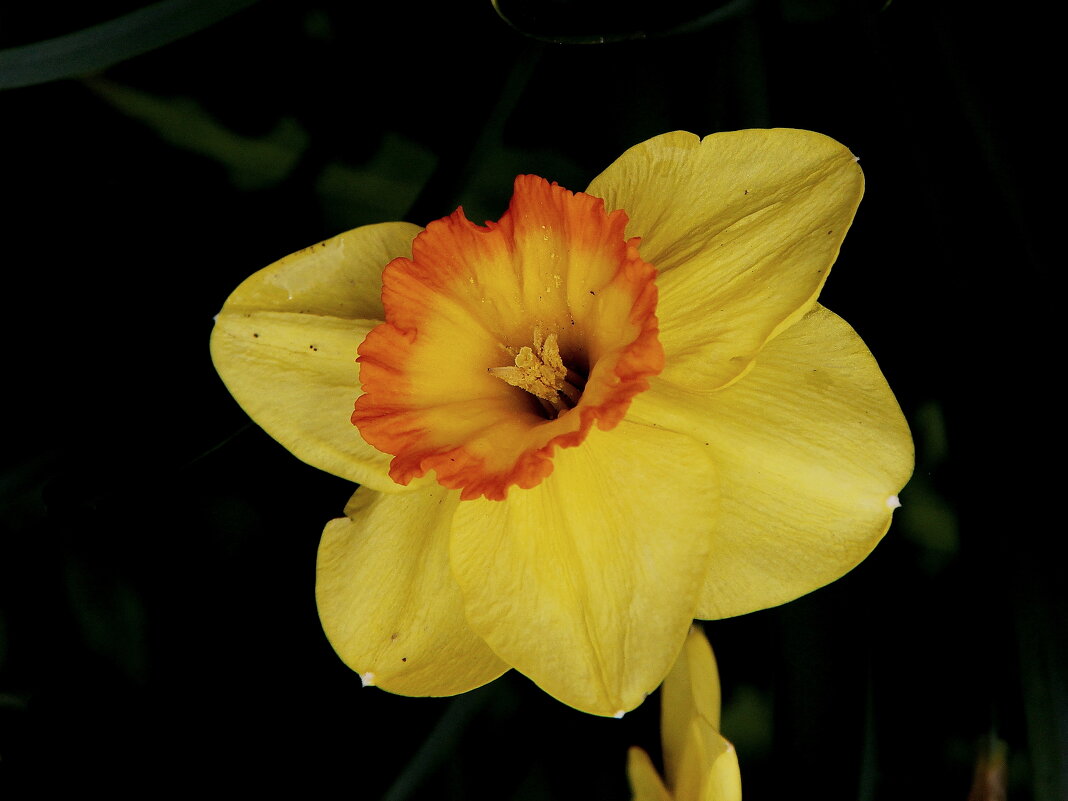 Нарцисс - victor Lion