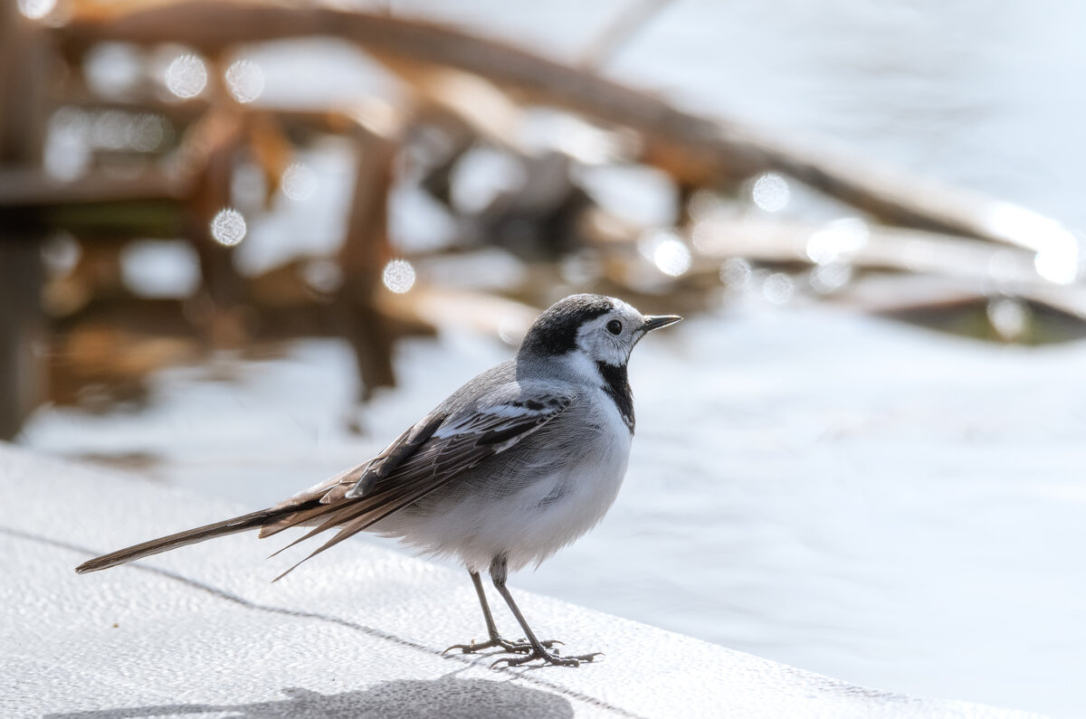 ТАМ, ЗА ГОРИЗОНТОМ... - Володька Завитушкин