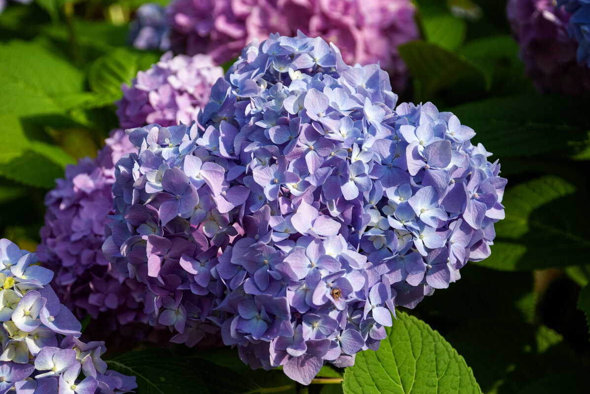 Цветы - Геннадий Фадеев