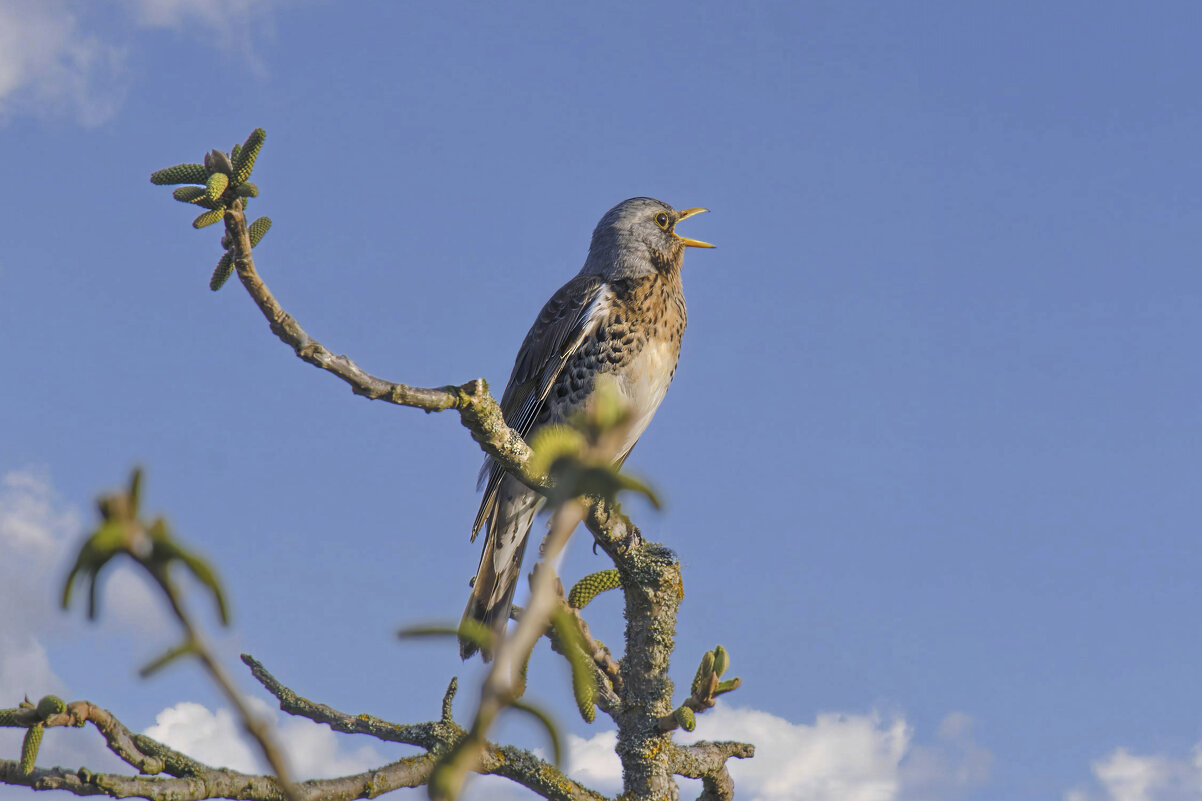 дрозд - Николай Соколухин