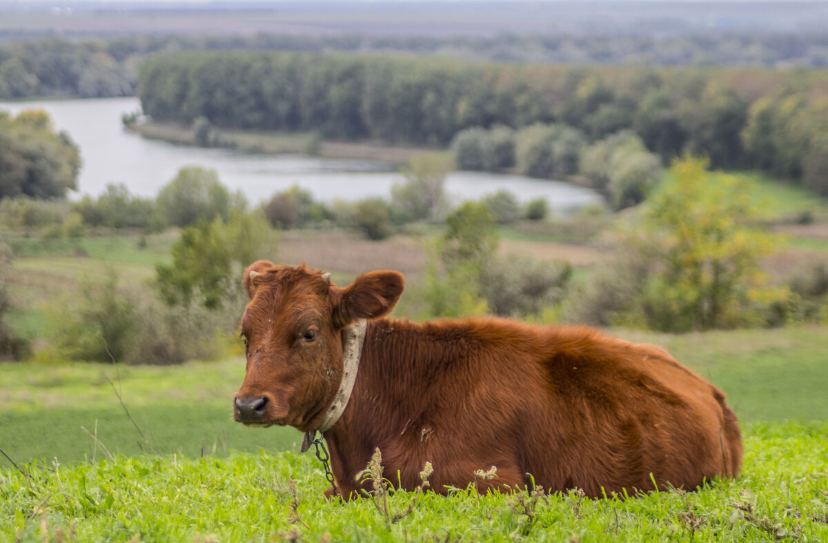 Корова & Днестр - Коля Лукашов