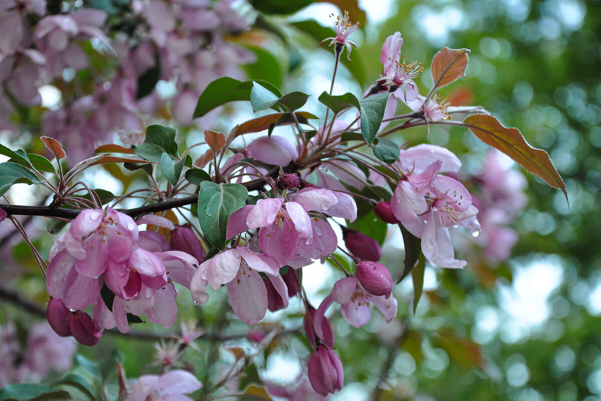 Яблони цветут и холода идут... - Татьяна Машошина Яблони цветут и холода идут... - Татьяна Машошина