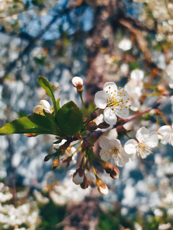 Весеннее цветение - Любовь Иванова