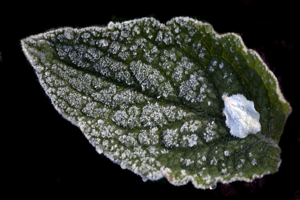 иней - Михаил Бибичков