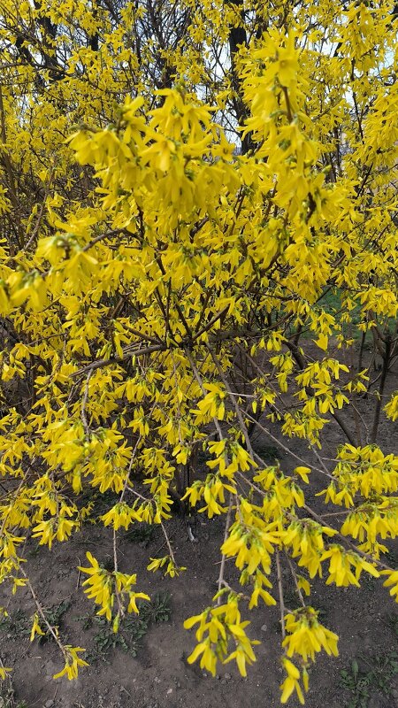 Цветущая форзиция. - Ольга Цветущая форзиция. - Ольга