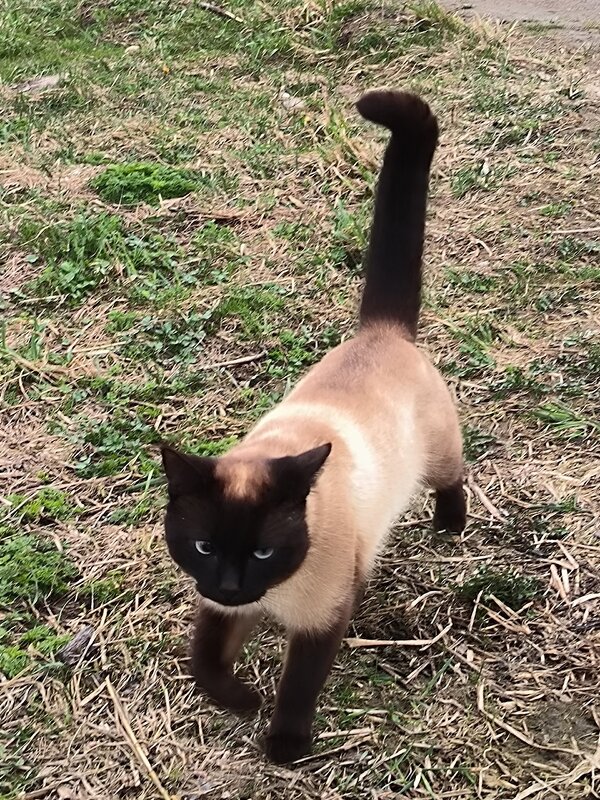 Вот такой красавец гуляет в поселке. - Ольга Вот такой красавец гуляет в поселке. - Ольга