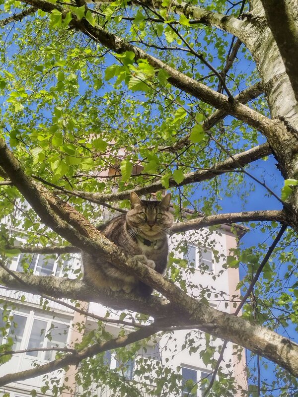 Поближе к птицам.. - Elena N