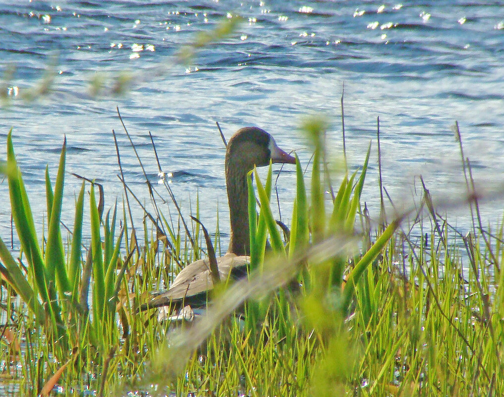 белолобый гусь - gawrilа - dan