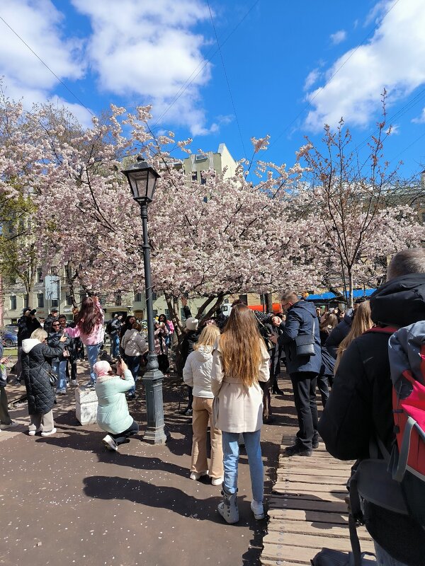 Массовка у цветущей сакуры. - Ольга Массовка у цветущей сакуры. - Ольга